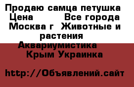 Продаю самца петушка › Цена ­ 700 - Все города, Москва г. Животные и растения » Аквариумистика   . Крым,Украинка